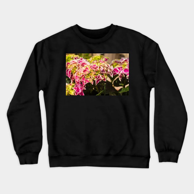 Pink Harlequin Hydrangea Flowers Crewneck Sweatshirt by jojobob